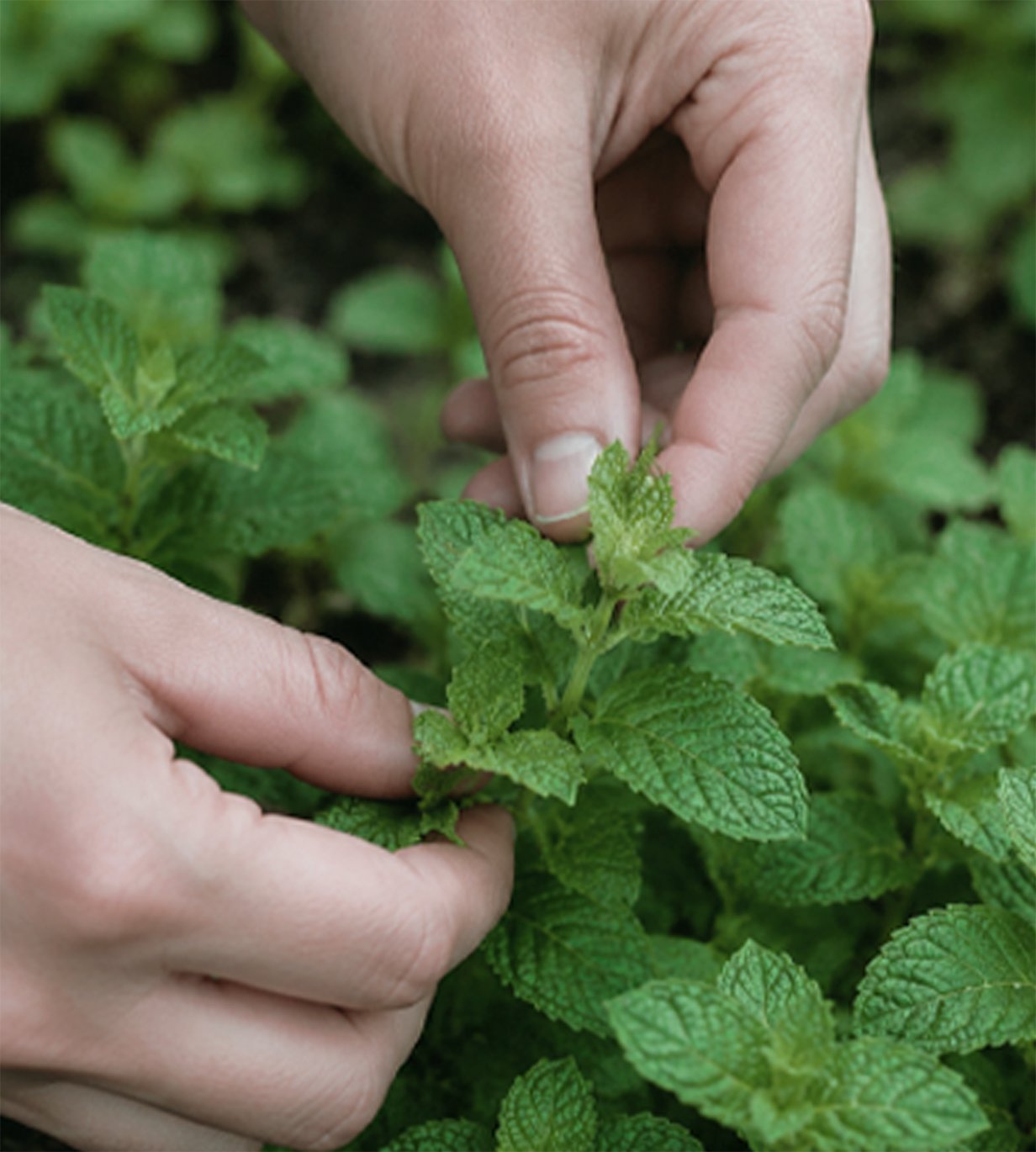 Hands picking fresh mint leaves